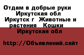 Отдам в добрые руки  - Иркутская обл., Иркутск г. Животные и растения » Кошки   . Иркутская обл.